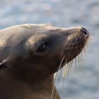 Beautiful fur seal, Galapagos islands | Ken Harris