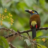 Bird in Bellavista Parc on our Ecuador Experience | Xavier Amigo