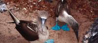 A pair of blue footed boobies looking to nest in the Galapagos Islands | Nigel Leadbitter