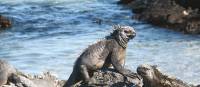 The Marine Iguanas are just some of the many animals you will discover on the Galapagos Islands | Jeanette Kuoni