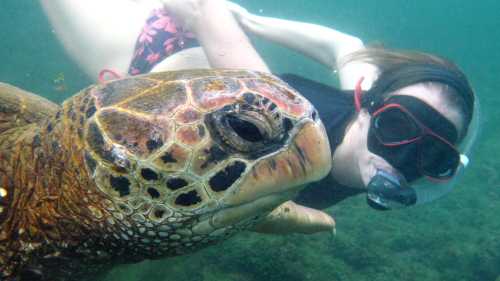 Snorkeling up close with a giant sea turtle