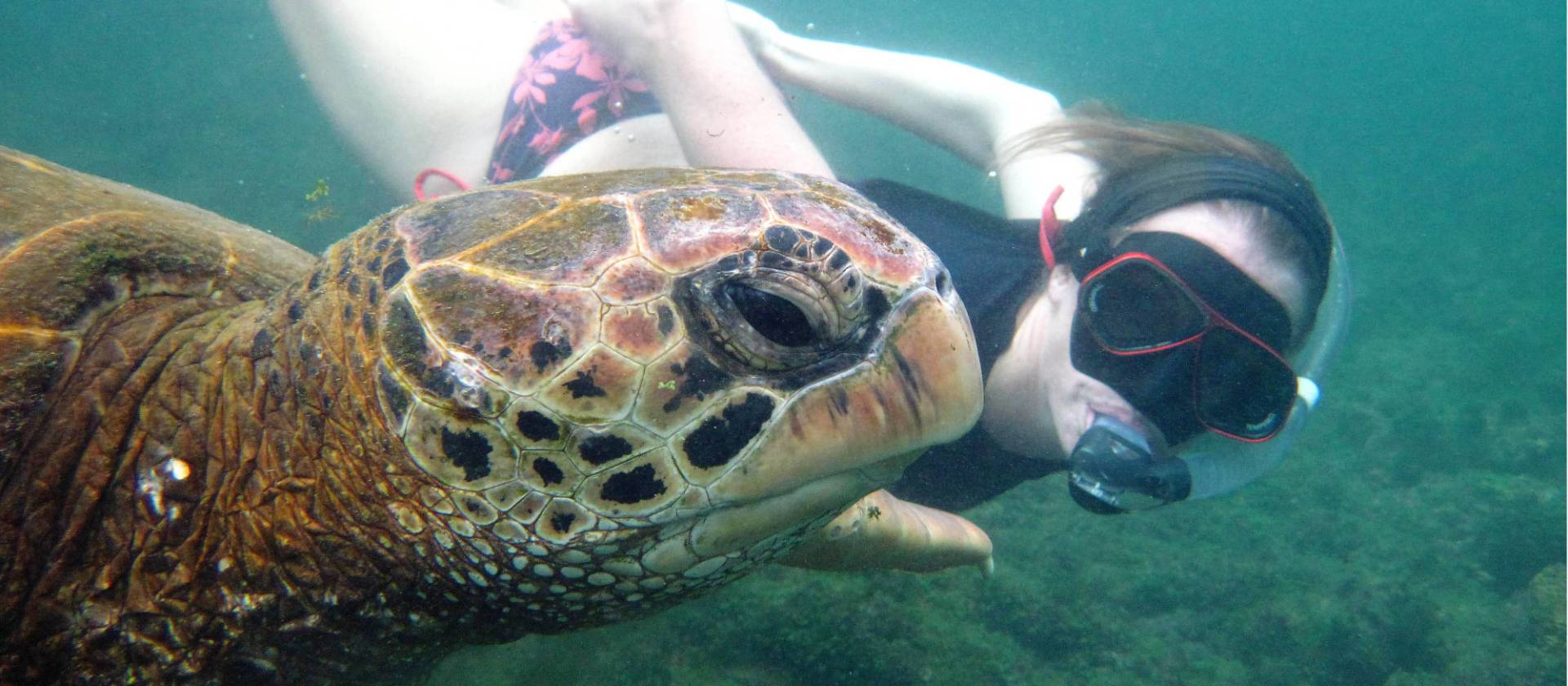 Snorkeling up close with a giant sea turtle