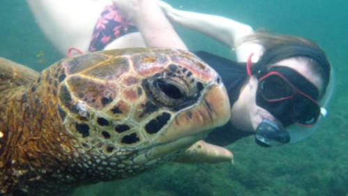 Snorkeling up close with a giant sea turtle