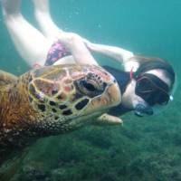 Snorkeling up close with a giant sea turtle