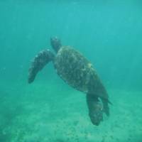 Swimming giant tortoise, Galapagos pacific ocean | Ken Harris