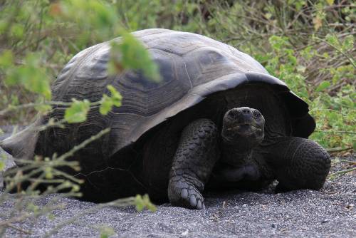The Galapagos giant tortoise is the largest living species and native to the islands of the Galapagos&#160;-&#160;<i>Photo:&#160;Ken Harris</i>