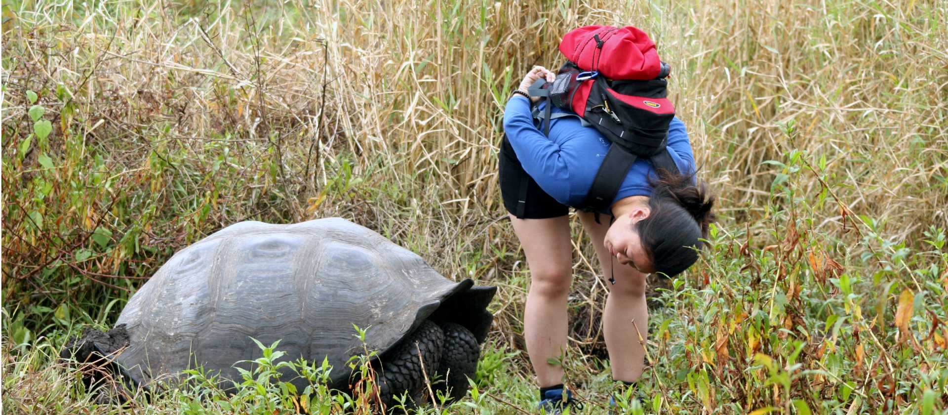 Seeking out giant Galapagos tortoise at the Charles Darwin Research Center.