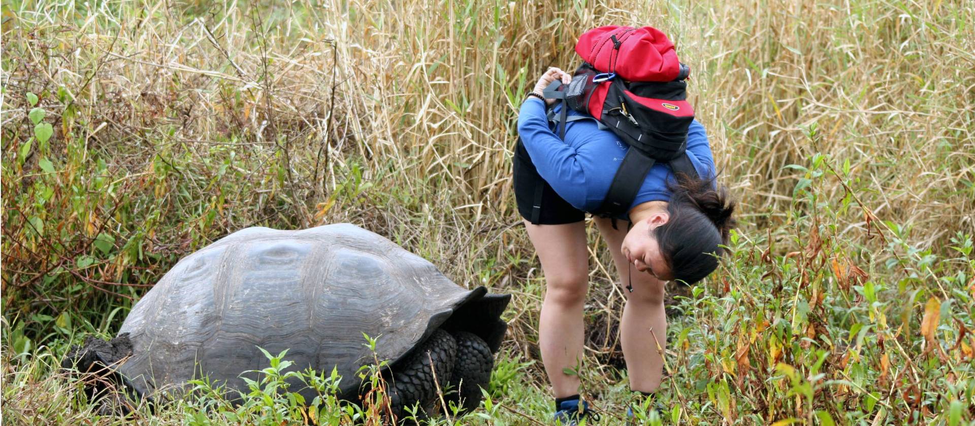 Seeking out giant Galapagos tortoise at the Charles Darwin Research Center.
