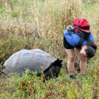 Seeking out giant Galapagos tortoise at the Charles Darwin Research Center.