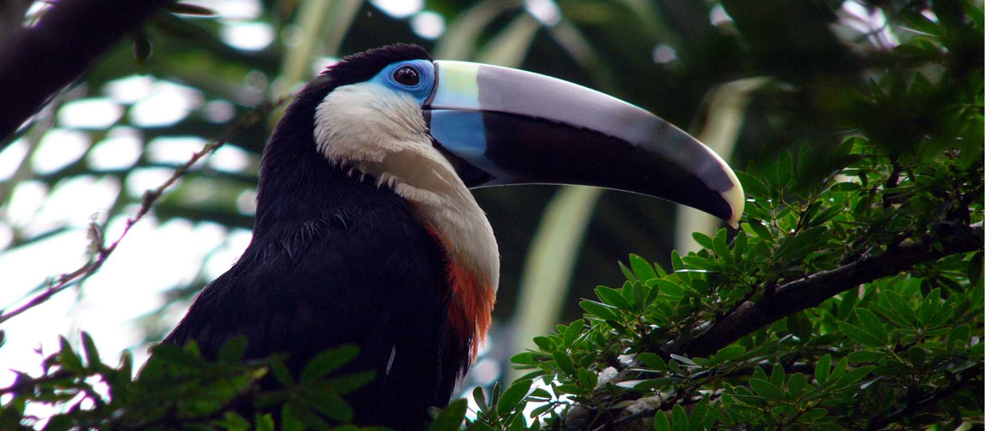 The deep blue and purple colours help this toucan to hide away in the trees.