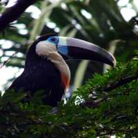The deep blue and purple colours help this toucan to hide away in the trees.