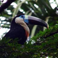 The deep blue and purple colours help this toucan to hide away in the trees.