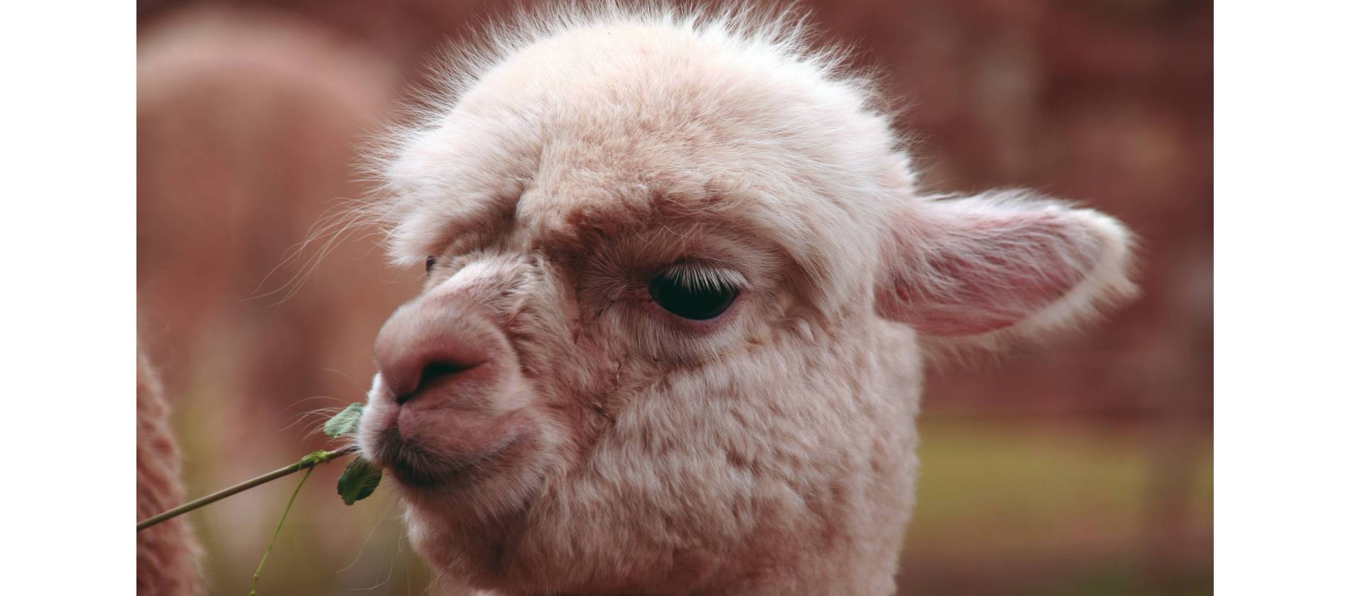 A young llama, Sacred Valley, Peru | Ian Williams