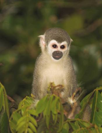 The squirell monkey lives in the forest treetops, often in groups as large as 100 monkeys