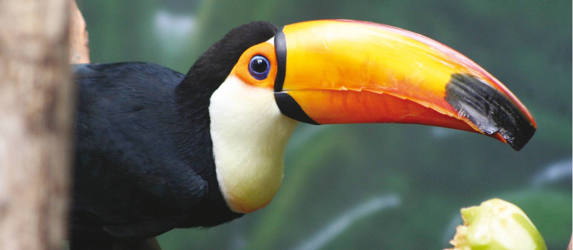 Toucan in the Peruvian Amazon