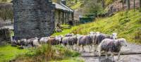 Herdwick sheep at a local farm in England's Lake District | John Hodgson