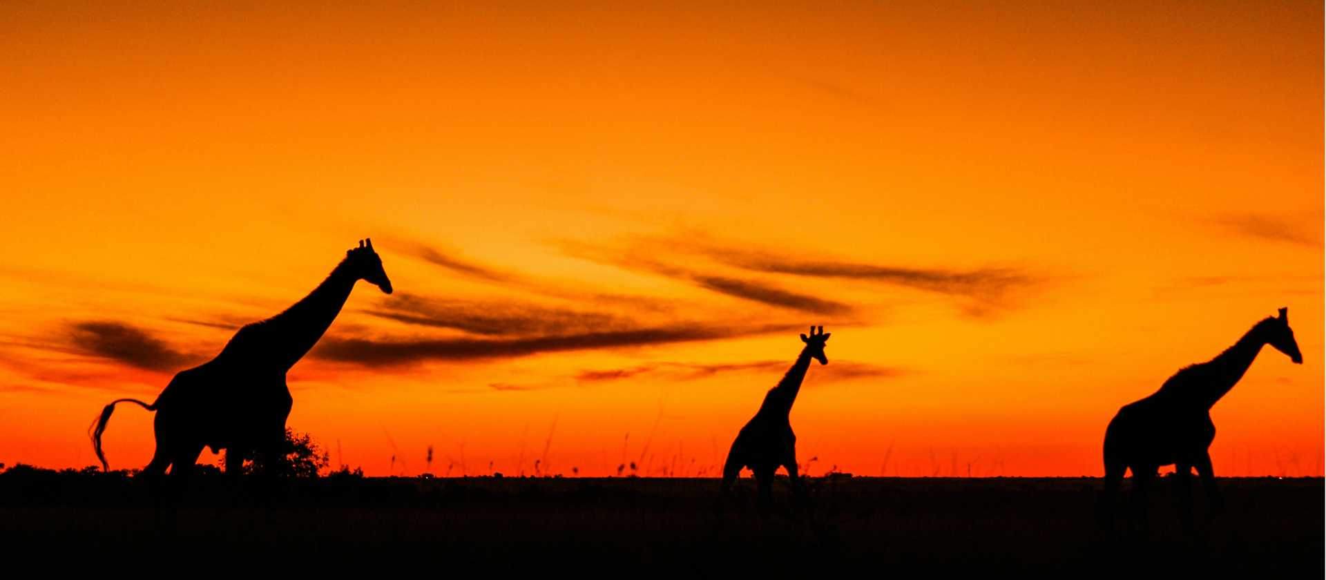 The wild transition from day to night