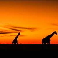 The wild transition from day to night