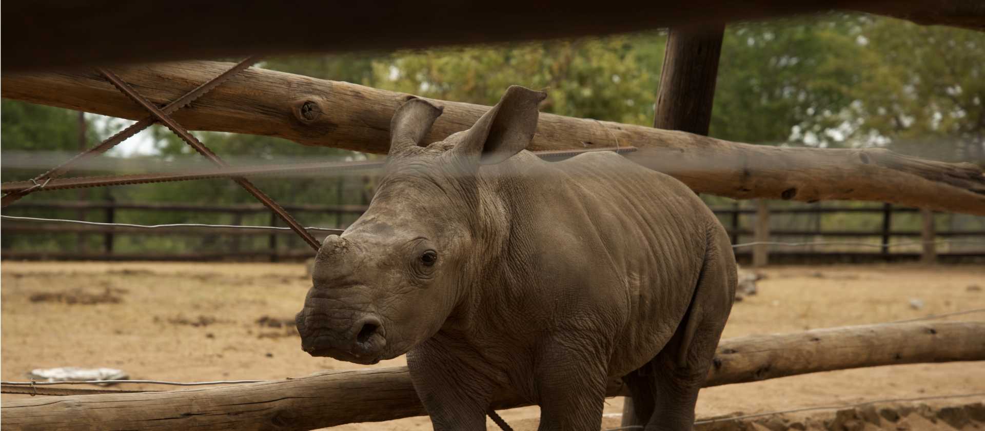 Work alongside conservationists to care for orphaned rhinos and contribute to vital field research