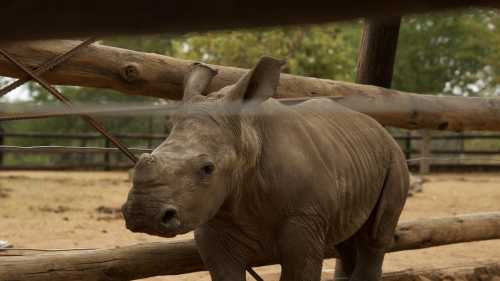 Work alongside conservationists to care for orphaned rhinos and contribute to vital field research