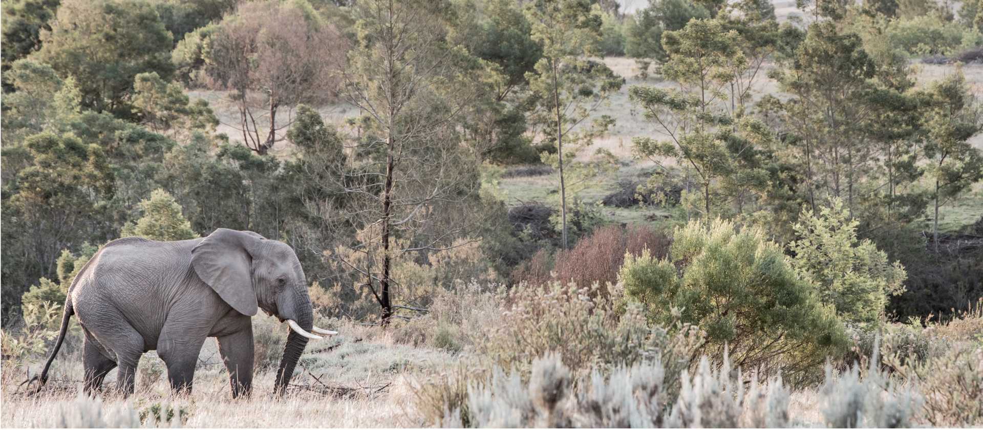 Track the legendary Big Five in Kruger National Park