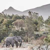 Track the legendary Big Five in Kruger National Park