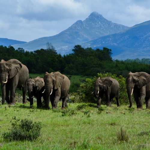 Track the legendary Big Five in Kruger National Park