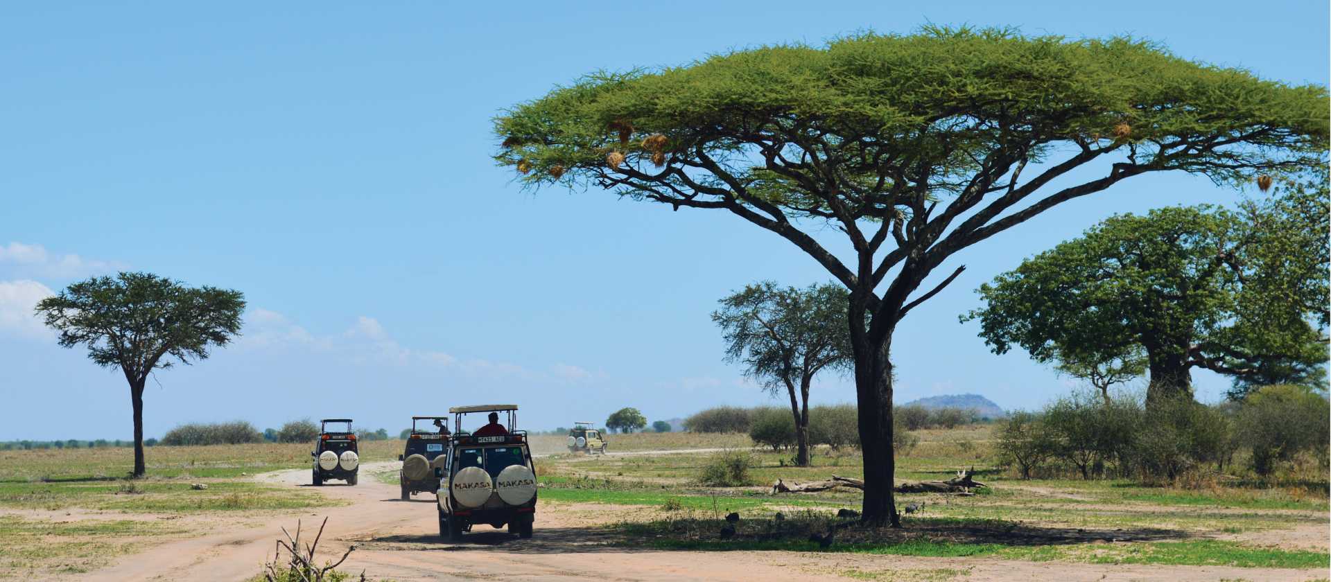Safari jeeps roam Tarangire National Park in search of wildlife | Chloe Ryan