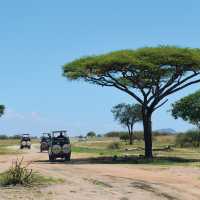 Safari jeeps roam Tarangire National Park in search of wildlife | Chloe Ryan