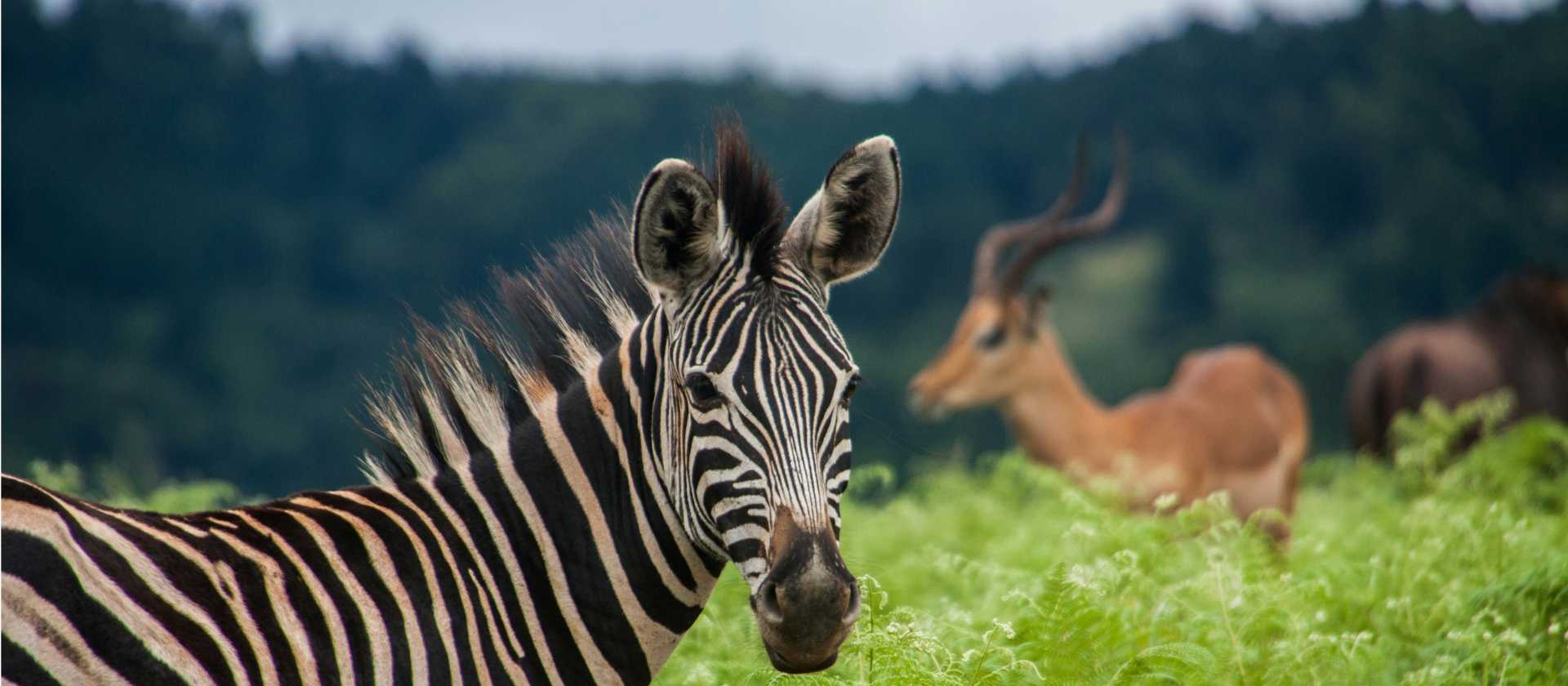 Spotting iconic wildlife in eSwatini | Bas de Korte