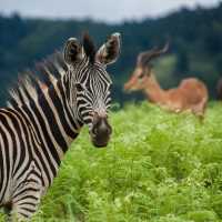Spotting iconic wildlife in eSwatini | Bas de Korte