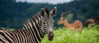 Spotting iconic wildlife in eSwatini | Bas de Korte