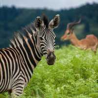 Spotting iconic wildlife in eSwatini | Bas de Korte