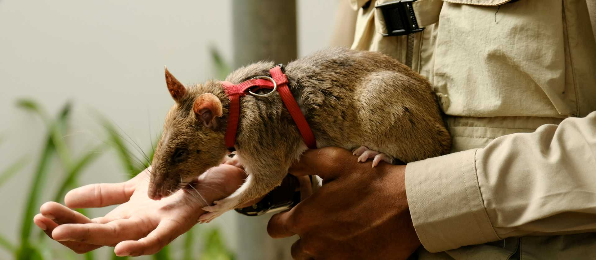 Meet some HeroRATS up close and learn about novel approaches to landmine detection | Siborey Sean