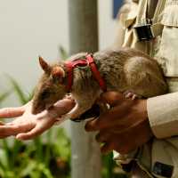Meet some HeroRATS up close and learn about novel approaches to landmine detection | Siborey Sean