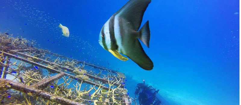 Building artificial coral reefs on our Southern Thailand Marine Conservation program
