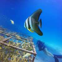 Building artificial coral reefs on our Southern Thailand Marine Conservation program