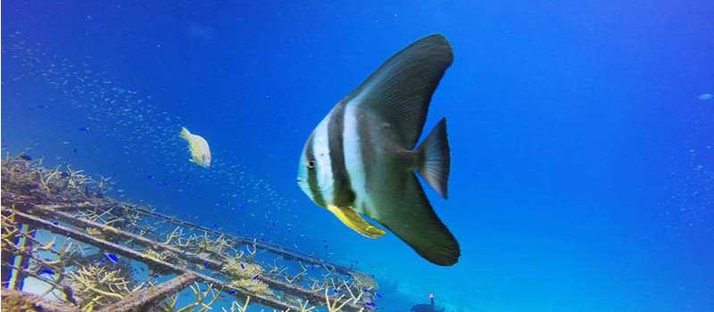 Building artificial coral reefs on our Southern Thailand Marine Conservation program