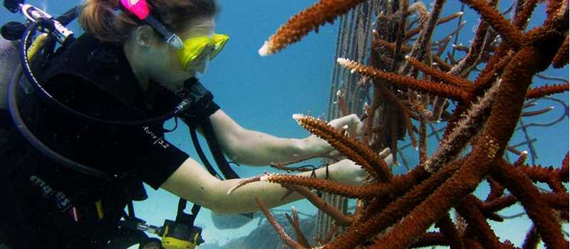 Our partners working on the artificial coral that students create