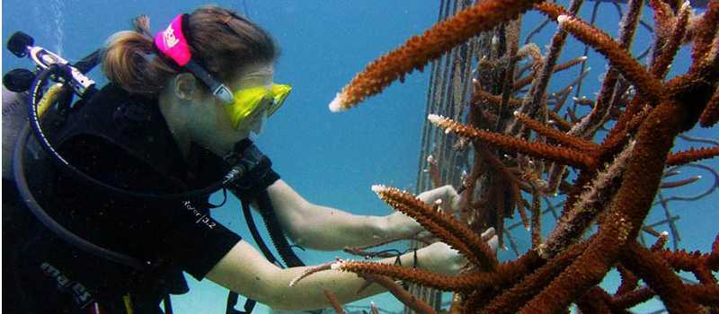 Our partners working on the artificial coral that students create