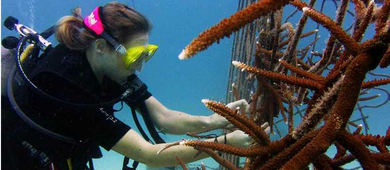 Our partners working on the artificial coral that students create
