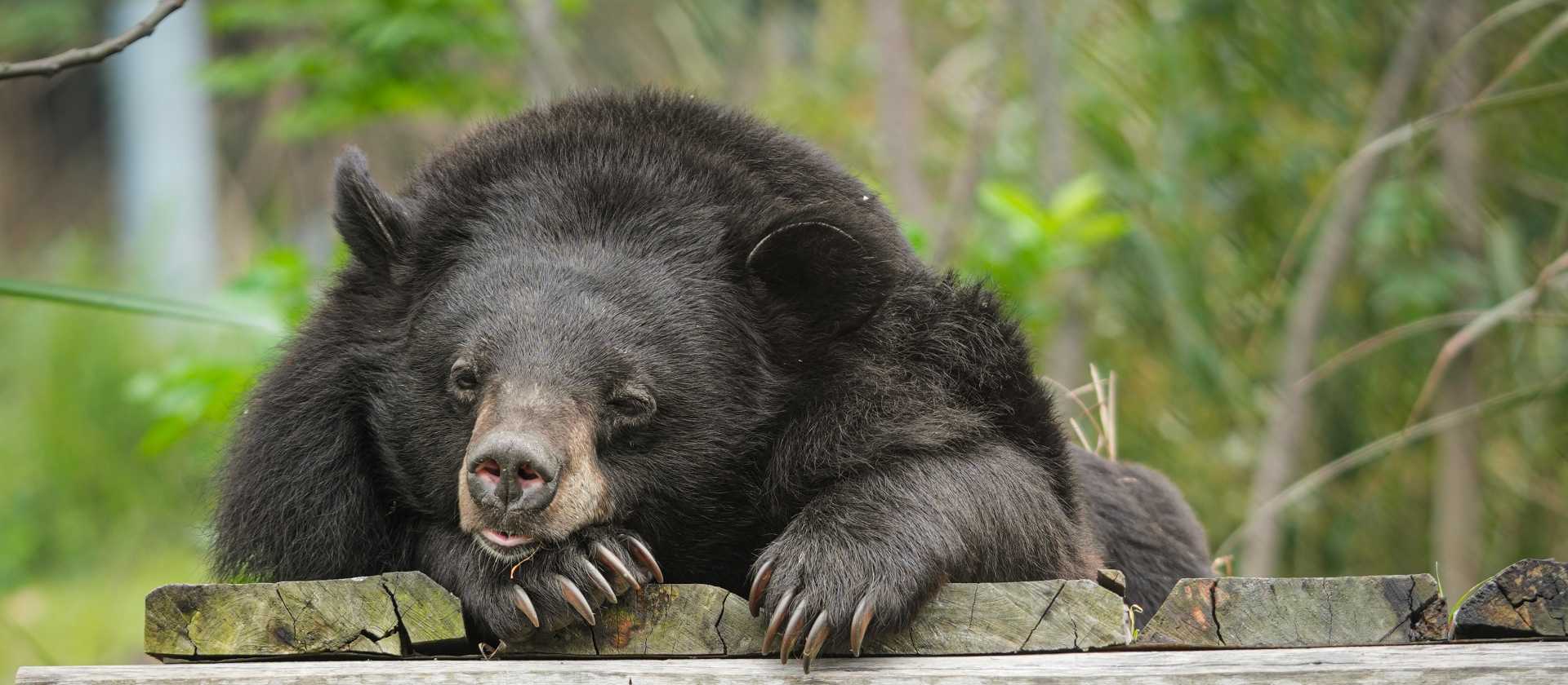 Students can support conservation in a hands-on way by preparing enrichment foods for rescued bears | © FOUR PAWS Viet