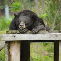 Students can support conservation in a hands-on way by preparing enrichment foods for rescued bears | © FOUR PAWS Viet