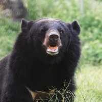 Students support conservation in a hands-on way by preparing enrichment foods for rescued bears | © FOUR PAWS Viet