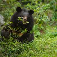 Students support conservation in a hands-on way by preparing enrichment foods for rescued bears | © FOUR PAWS Viet