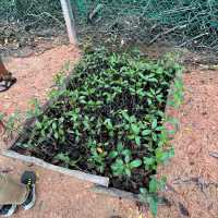 Sowing seeds and propagation on our Mangrove restoration program Malaysia