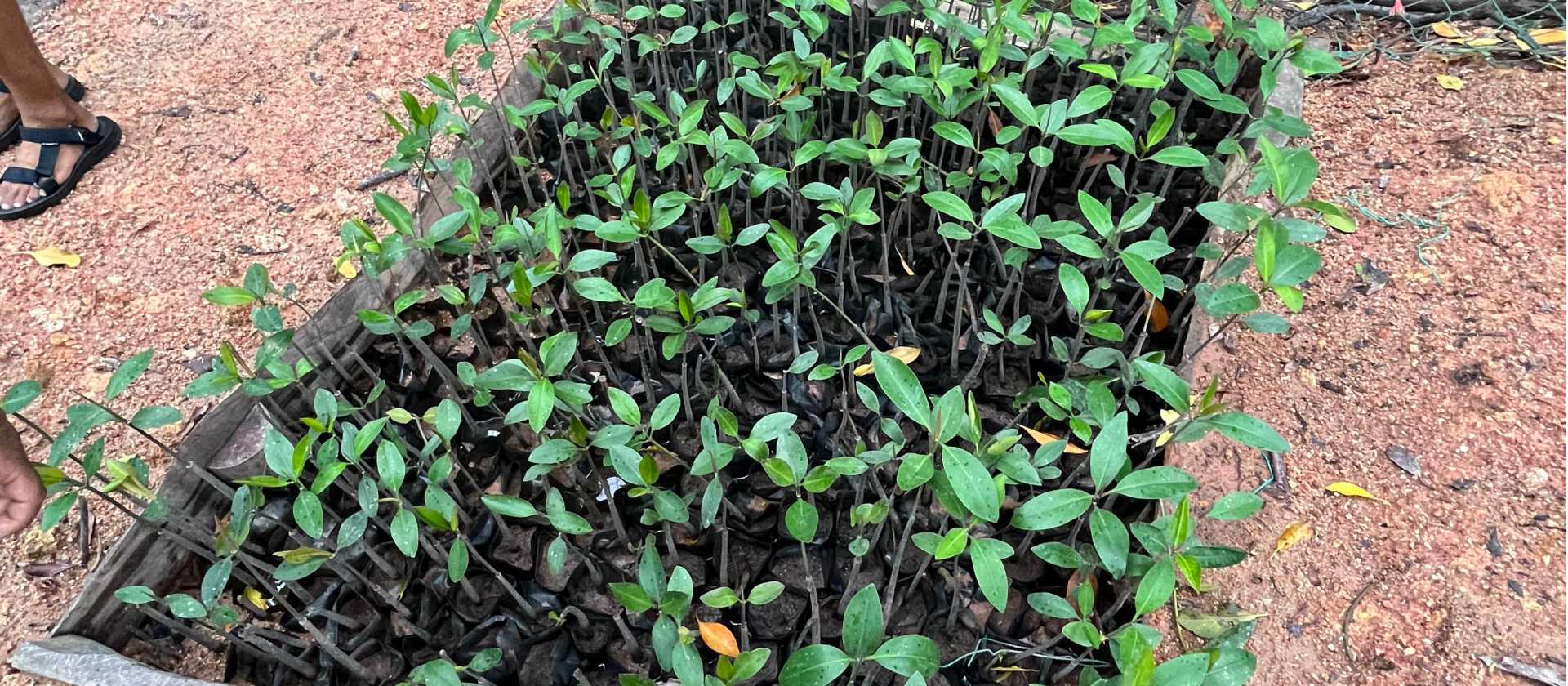 Sowing seeds and propagation on our Mangrove restoration program Malaysia