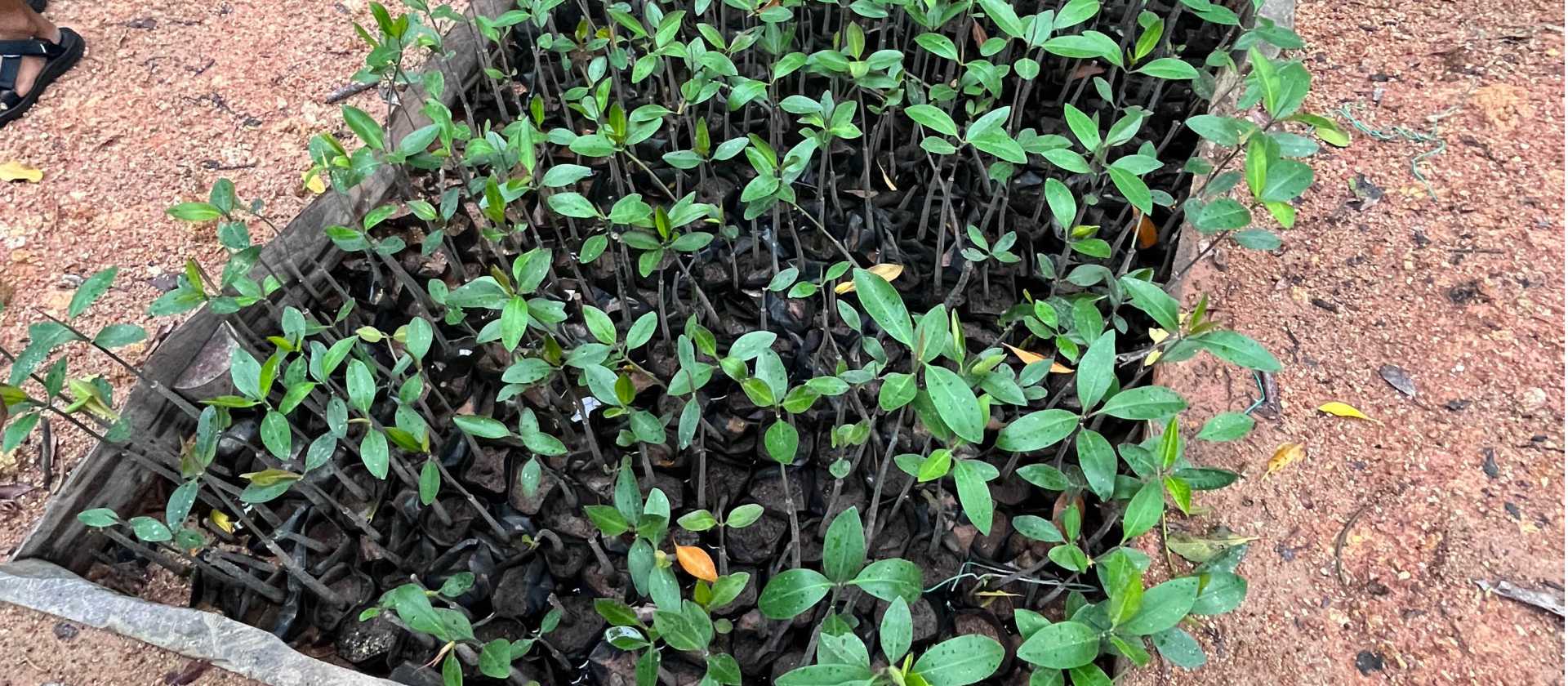 Sowing seeds and propagation on our Mangrove restoration program Malaysia