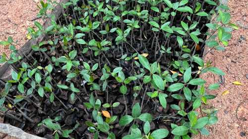 Sowing seeds and propagation on our Mangrove restoration program Malaysia