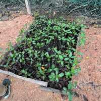 Sowing seeds and propagation on our Mangrove restoration program Malaysia